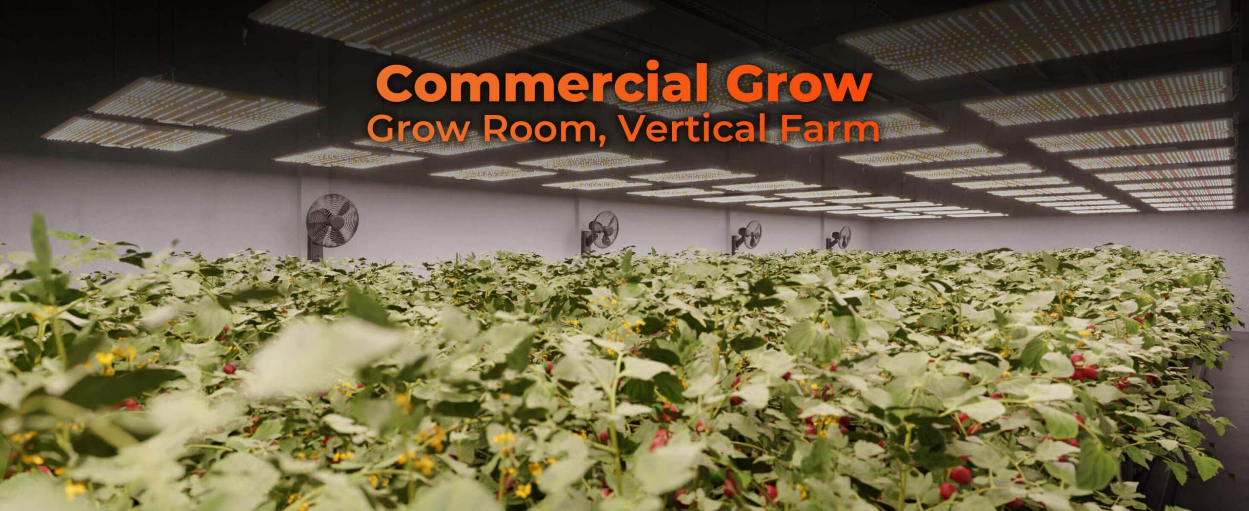 SF4000 commercial grow, grow room