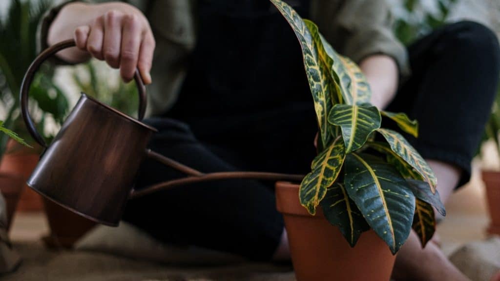 how to water your plants