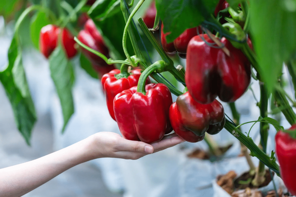 The Quick Start Guide on Growing Peppers - Spider Farmer UK