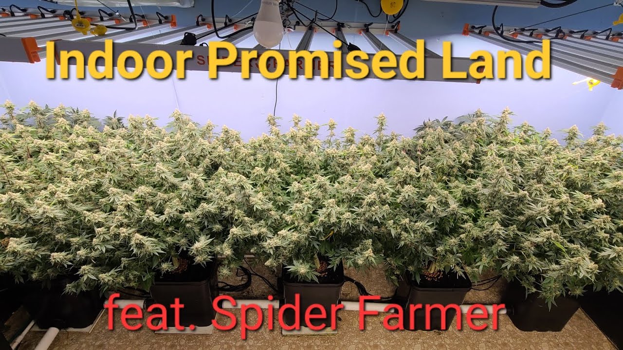 I grew The !!!Biggest Plants!!!With Spider Farmer's NEW G860w
