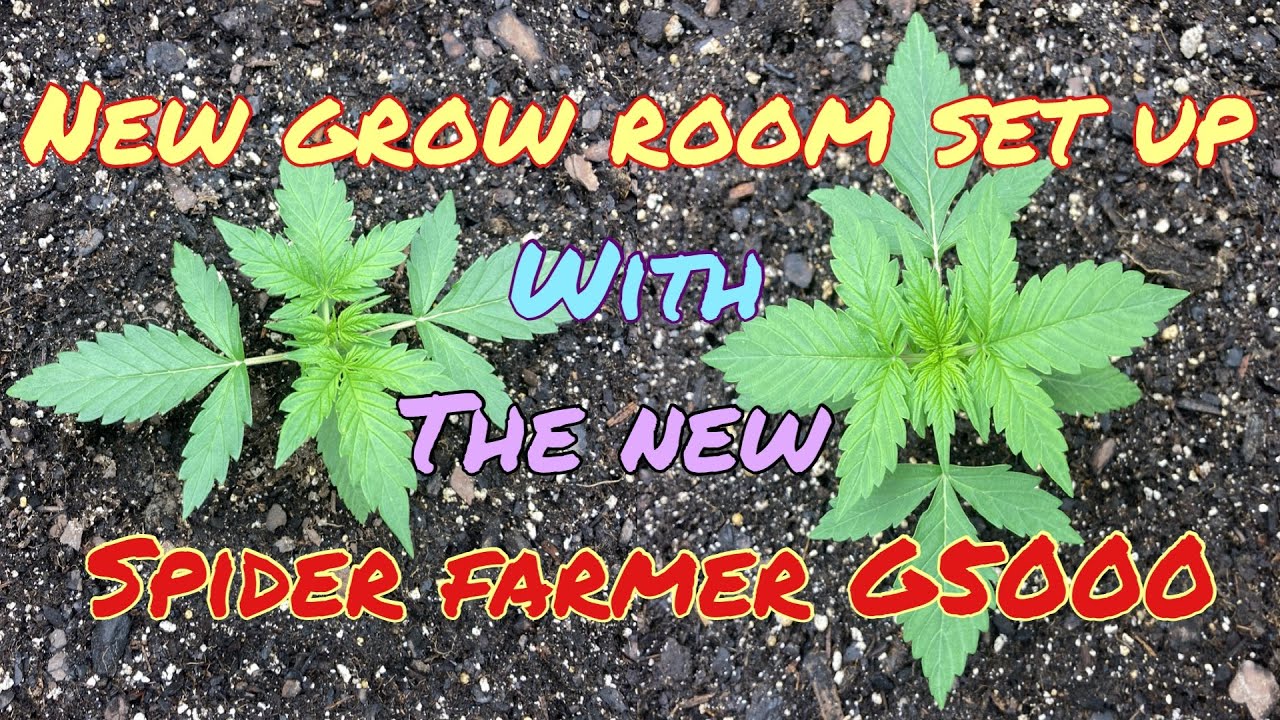 New Grow Room set up with the Spider Farmer G5000 LED grow light growing in organic no till soil