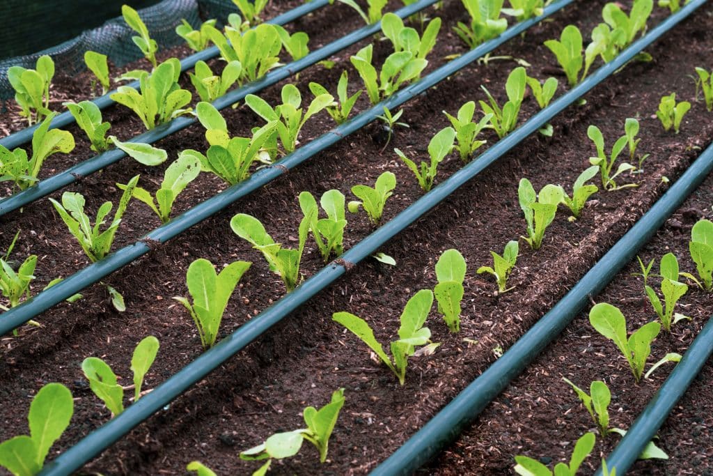 drip irrigation