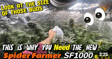 Spider Farmer SF 1000 EVO The Best Budget Grow Light For Beginners And Experts?