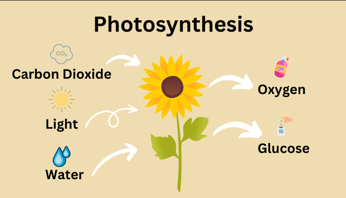 photosynthesis