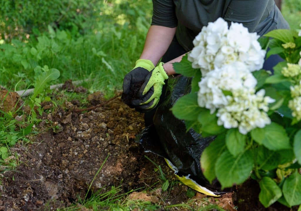 planting Hydrangea flowers