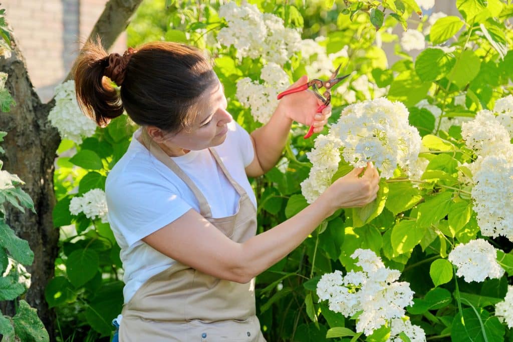 prune Hydrangeas