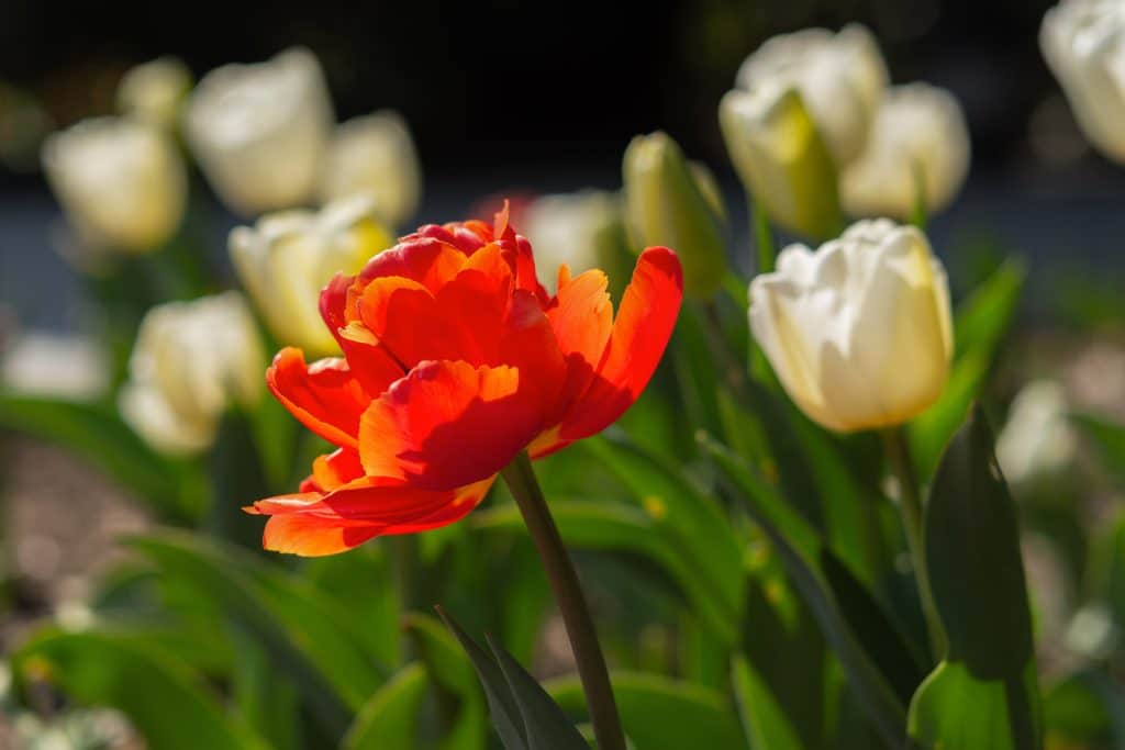 are tulips perennials