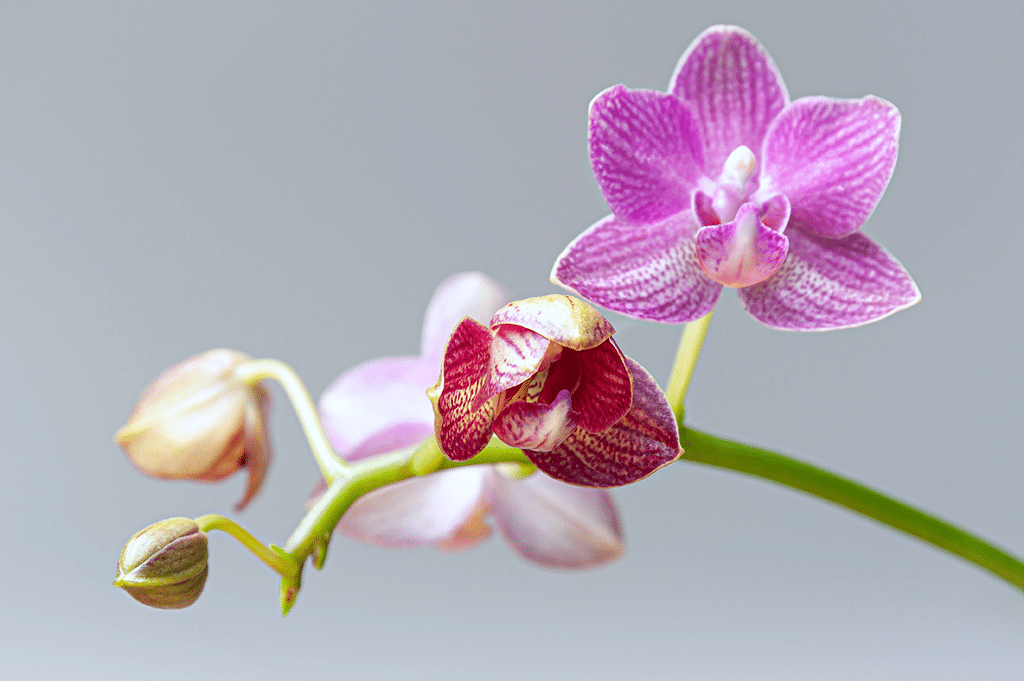 orchids bloom