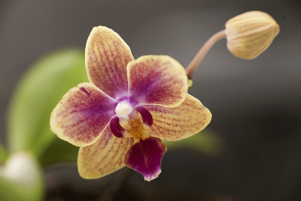 how long do orchids bloom