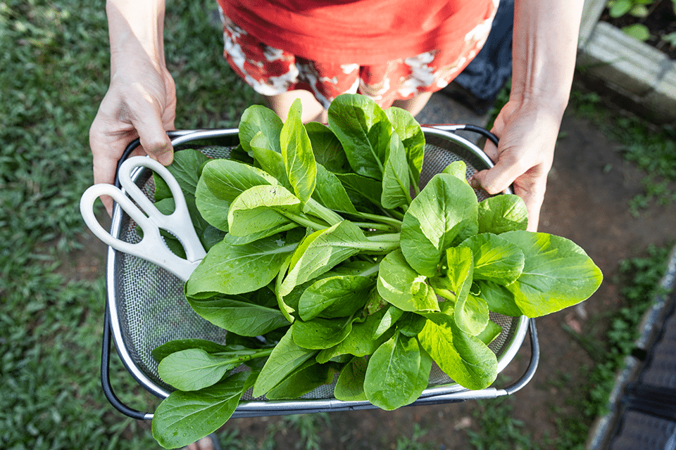 how to harvest spinach