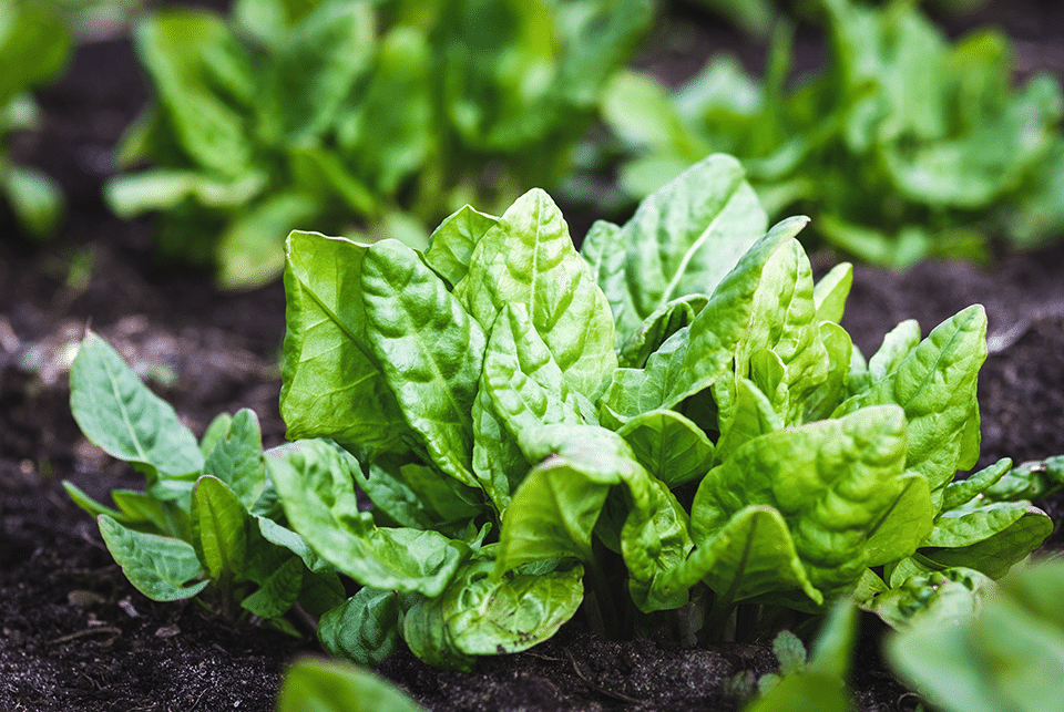 spinach-plants-growing-in-the-vegetable-garden