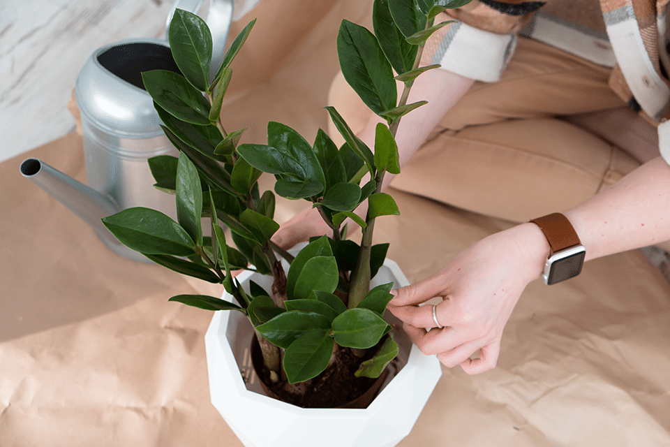 how to propagate zz plant