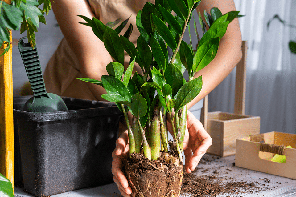 how to propagate a zz plant