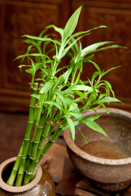 lucky bamboo turning yellow