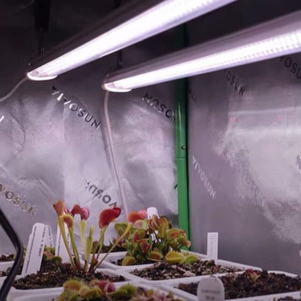 glow80-plants-2