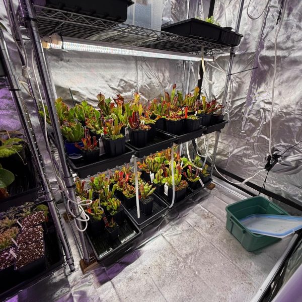 glow80-plants